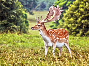 Fallow deer   (Shutterstock)	