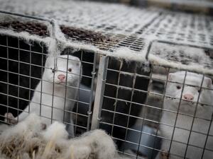 Mink look out from their cage at the farm of Henrik Nordgaard Hansen and Ann-Mona Kulsoe Larsen as they have to kill off their herd, which consists of 3000 mother mink and their cubs on their farm near Naestved, Denmark, on November 6, 2020. Denmark announced special restrictions for more than 280,000 people in the country's northwest after a mutated version of the new coronavirus linked to mink farms was found in humans. MADS CLAUS RASMUSSEN / Ritzau Scanpix / AFP