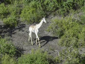 الزرافة البيضاء الوحيدة في العالم