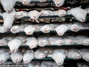 There is a 'very low' risk of a mink coronavirus emerging in the UK, Public Health England officials have said. Pictured above are dead mink in Denmark culled in response to the virus. AFP