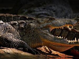 ما تفسير الحلم بالتمساح في المنام؟