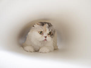 (Shutterstock/ File Photo)