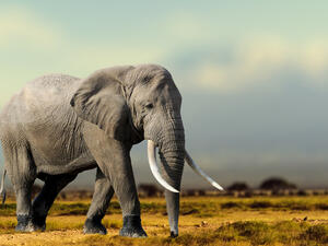 (Shutterstock/ File Photo)