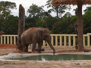 Newly arrived Asian elephant Kaavan drinks water in his new enclosure at the Kulen Prom Tep Wildlife Sanctuary in Cambodia's Oddar Meanchey province on December 1, 2020. TANG CHHIN Sothy / AFP
