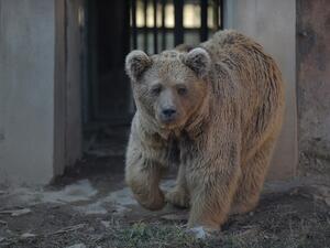 A Himalayan brown bear named 'Bubloo' is seen inside its enclosure prior to transport it to a sanctuary in Jordan, at the Marghazar Zoo in Islamabad on December 16, 2020. The only zoo in Pakistan's capital -- which drew international condemnation for its treatment of lonely elephant Kaavan -- closed on December 16 after its final occupants were relocated abroad. Farooq NAEEM / AFP