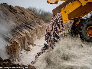 Police said sandy soil used to bury the mink has proved too light to keep the bodies down as they swell, and that more is being added to the affected pits. (AFP/File)