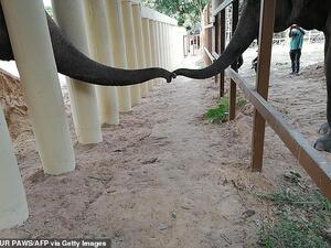 This is the moment Kaavan (left), dubbed the world's loneliest elephant after spending eight years in solo captivity at a zoo in Pakistan, met another member of his species. (AFP)