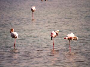 Miankaleh Wildlife Refuge is located at the southeast corner of the Caspian Sea, the Miankaleh Peninsula separating the Bay of Gorgan from the Caspian. (Twitter)