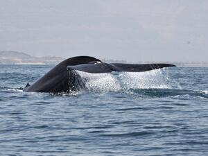 اكتشاف أعداد جديدة من الحيتان الزرقاء في غرب المحيط الهندي