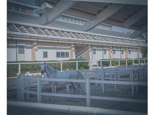 QF’s Equine Veterinary Medical Center To Oversee Local Animal Research