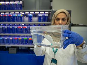 سدرة للطب يستخدم الأسماك لتشخيص الأمراض البشرية