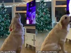 Hugo the Golden Retriever was filmed by his owner, known as Best Recipes UK on Twitter, at home in Whitley Bay. (Twitter)