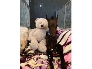 Loving Horses Is the Only Prerequisite To Volunteer at EVMC