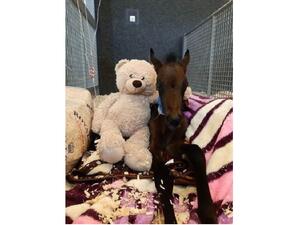 Loving Horses Is the Only Prerequisite To Volunteer at EVMC