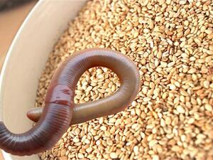 دخول 12 حاوية "سمسم" تحتوي على حشرات وديدان ويرقات حية وميتة بنسبة عالية جدا