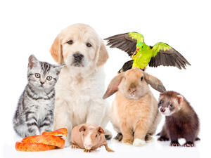 (Shutterstock/ File Photo)