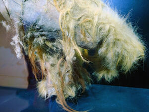 The back leg with a hair mummy of a young mammoth Yuka. (Shutterstock/ File Photo)