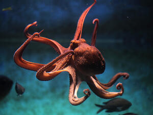 (Shutterstock/ File Photo)