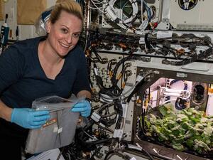 Astronaut Kate Rubins harvests radishes Wednesday aboard the International Space Station. (Photo courtesy of NASA)