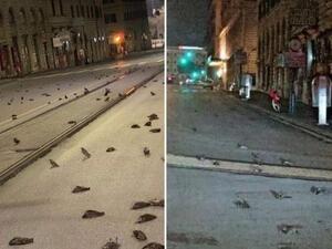 Some people described the grim discovery as an omen for 2021. (Twitter)