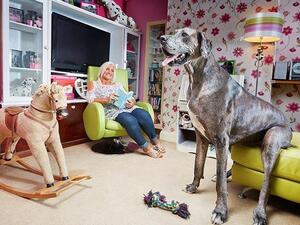 Freddy the Great Dane, shown here with owner Claire Stoneman, known as the tallest dog in the world, has died. Photo courtesy Guinness World Records