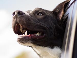 الحلم بكلب مسعور