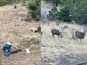Wildlife officer Joe Nicholson was able to remove this 10-pound plastic bird feeder on the neck of this mule deer near Pine on Saturday. (Twitter)