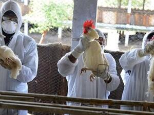 حوالي 400 ألف بطة قد تم إعدامها في جنوب شرق فرنسا