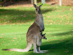 (Shutterstock/ File Photo)