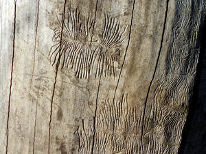 Marks and channels in the wood cut out by insects, bugs, fungi and aerial roots. Traces on wood resembling to insect fossils. (Shutterstock/ File Photo)