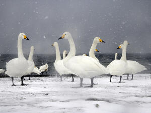Whooper swan  (Shutterstock)	