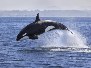 (Shutterstock/ File Photo)