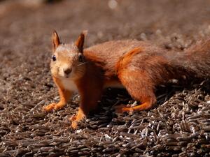 تفسير الحلم بالسنجاب في المنام؟