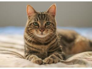 تملك خمسة أصابع في كل مخلب أمامي، وأربعة أصابع فقط في الخلف