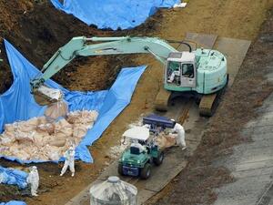 إعدام الدواجن في اليابان