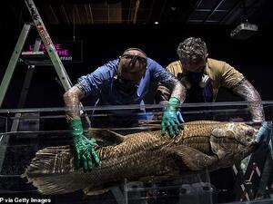 Modern-day coelacanths only grow to about six-and-a-half feet. Pictured: Taxidermists install a coelacanth in a tank  at the National Museum of Natural History. (AFP)