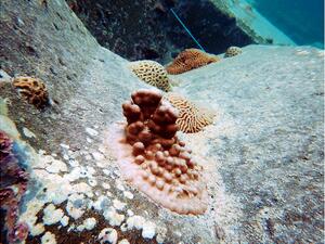 Abu Dhabi Ports Unveils Khalifa Port Coral Relocation Plan