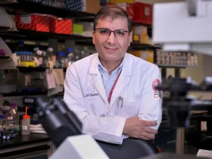 WCM-Q Scientists Investigate Whether Camels Hold a Cure for COVID
