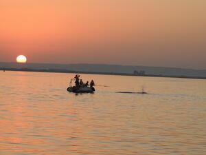 Endangered Arabian Sea Humpback Whale Saved From Entanglement by Oman’s Stranding Network