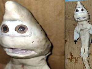 Mutant fish is born with 'a human face' (Twitter/dailymail)