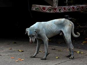 Dogs with bright blue fur photographed recently near Dzerzhinsk, Russia (Twitter)