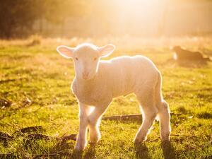 تفسير الحلم بالحمل في المنام؟