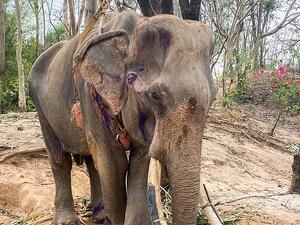 Khun Pan was hoisted up and attached to a tree after he was too weak to stand (Twitter)