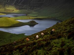 Cows graze in the Caldeirao crater on the Azores archipielago's island of Corvo