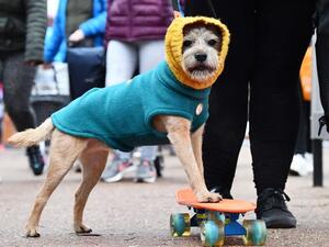 مهرجان Crufts 