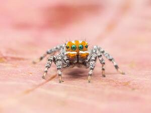 The Peacock spider!