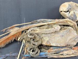 mummified parrots 