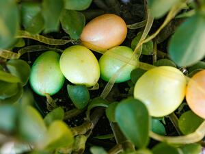 ما تفسير الحلم بالبيض في المنام؟