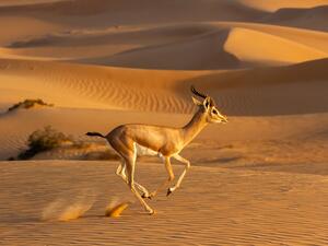Emirates Group Reaffirms Commitment To Wildlife And Habitat Conservation