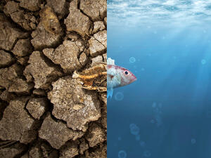 Environmental disasters in February